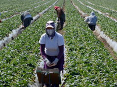 Farm Job Options for Immigrants in the United States