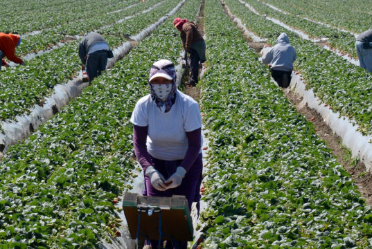 Farm Job Options for Immigrants in the United States