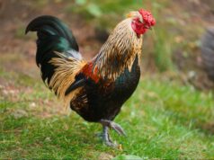 Poultry Farming Jobs in Canada 2026: Visa Sponsorship & Salary Guide