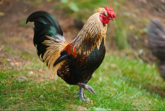 Poultry Farming Jobs in Canada 2026: Visa Sponsorship & Salary Guide